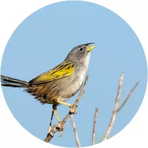 Lesser grass finch - Bird