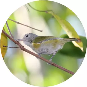 Lesser greenlet - Bird
