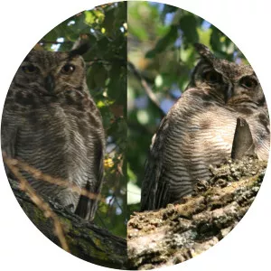 Lesser horned owl