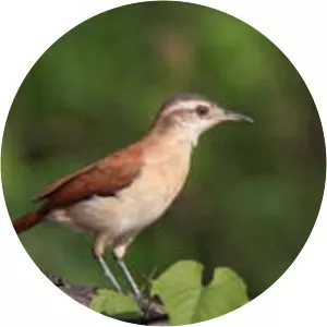 Lesser hornero - Bird