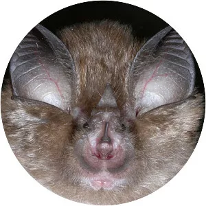 Lesser horseshoe bat