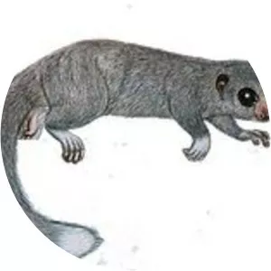 Lesser iron-gray dwarf lemur - 