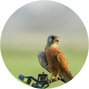 Lesser kestrel