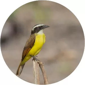 Lesser kiskadee