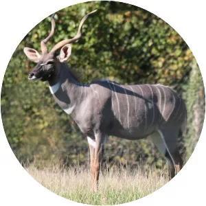 Lesser kudu - Animal