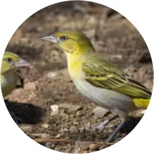 Lesser masked weaver
