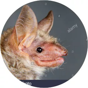 Lesser mouse-eared bat
