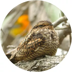 Lesser nighthawk