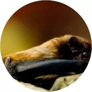 Lesser noctule - Animal