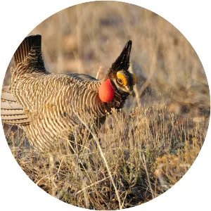 Lesser prairie chicken - Birds