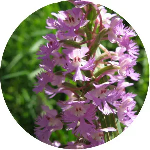 Lesser purple fringed orchid - Plants