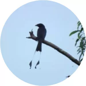 Lesser racket-tailed drongo - Birds