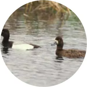 Lesser scaup - Birds