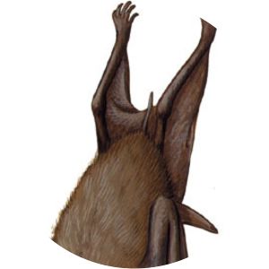 Lesser sheath-tailed bat - Animal