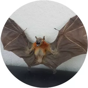 Lesser shortnosed fruit bat