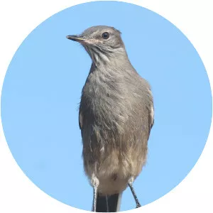 Lesser shrike-tyrant - Bird