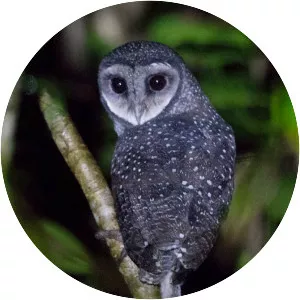 Lesser sooty owl