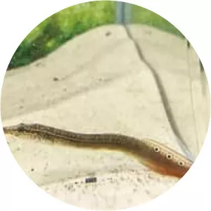 Lesser spiny eel - Fish