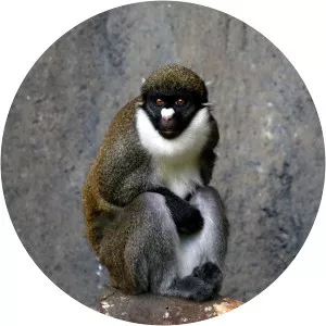 Lesser spot-nosed monkey