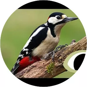 Lesser spotted woodpecker