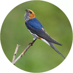 Lesser striped swallow