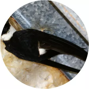 Lesser swallow-tailed swift