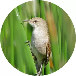 Lesser swamp warbler - Plants