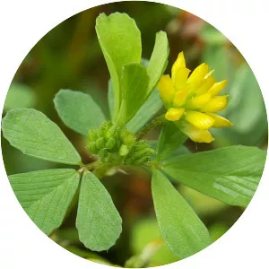 Lesser trefoil - Plants