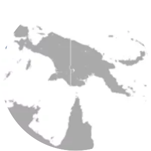 Lesser tube-nosed bat - Animal