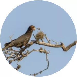 Lesser vasa parrot - Birds