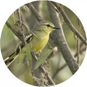 Lesser wagtail-tyrant