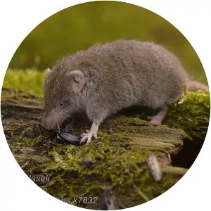 Lesser white-toothed shrew - 