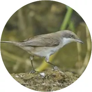 Lesser whitethroat