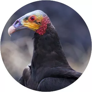 Lesser yellow-headed vulture - Bird