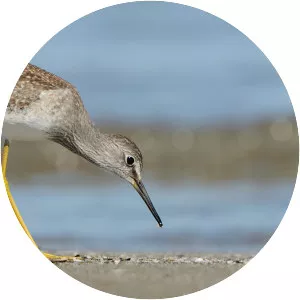 Lesser yellowlegs - Bird