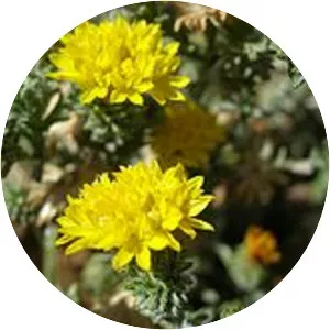 Lessingia lemmonii - Plants