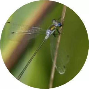 Lestes sponsa