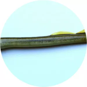 Lethenteron kessleri - 