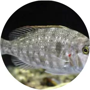 Lethrinus lentjan - 