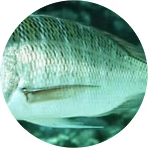 Lethrinus mahsena - 