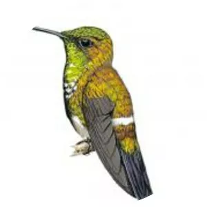 Letitia's thorntail