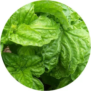 Lettuce leaf basil