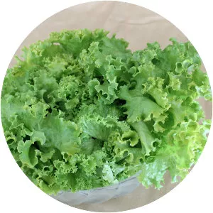 Lettuce - Vegetable