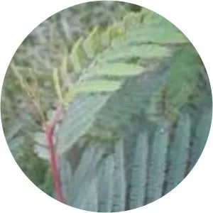 Leucaena diversifolia - 