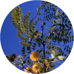 Leucaena retusa - 