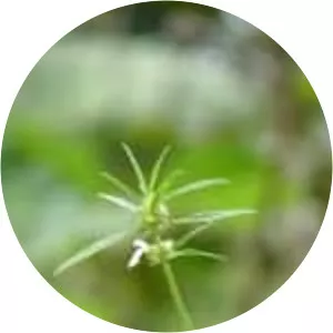 Leucas aspera - Plants