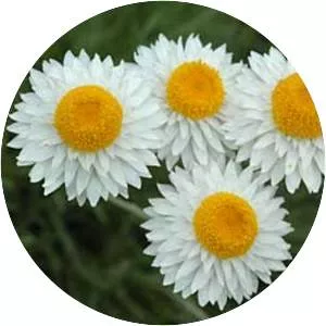 Leucochrysum albicans