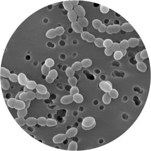 Leuconostoc mesenteroides