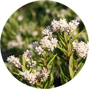 Leucopogon parviflorus