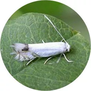 Leucoptera